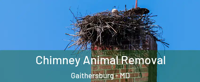 Chimney Animal Removal Gaithersburg - MD