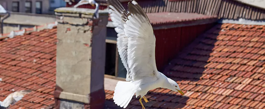 Residential Chimney Animal Removal Solution in Gaithersburg, MD