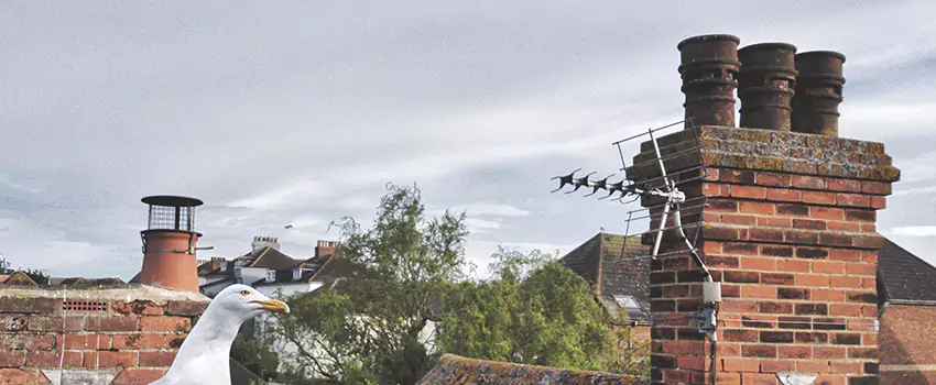 Chimney Cleaning And Restoration in Gaithersburg, Maryland